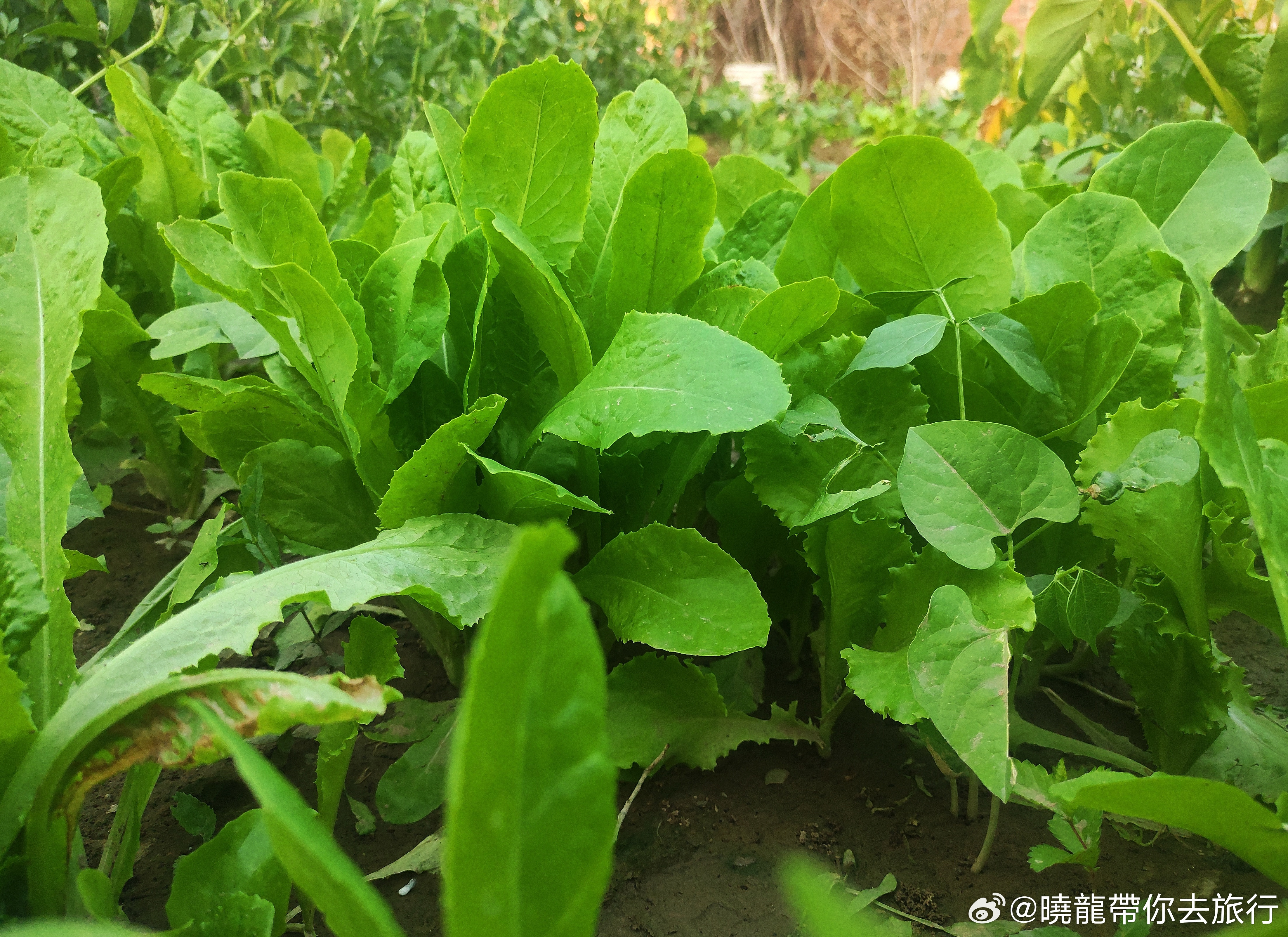 夏天快來吧，老家的菜园子又可以吃纯天然的蔬菜啦！​​最近见了几个老朋友，说我比之