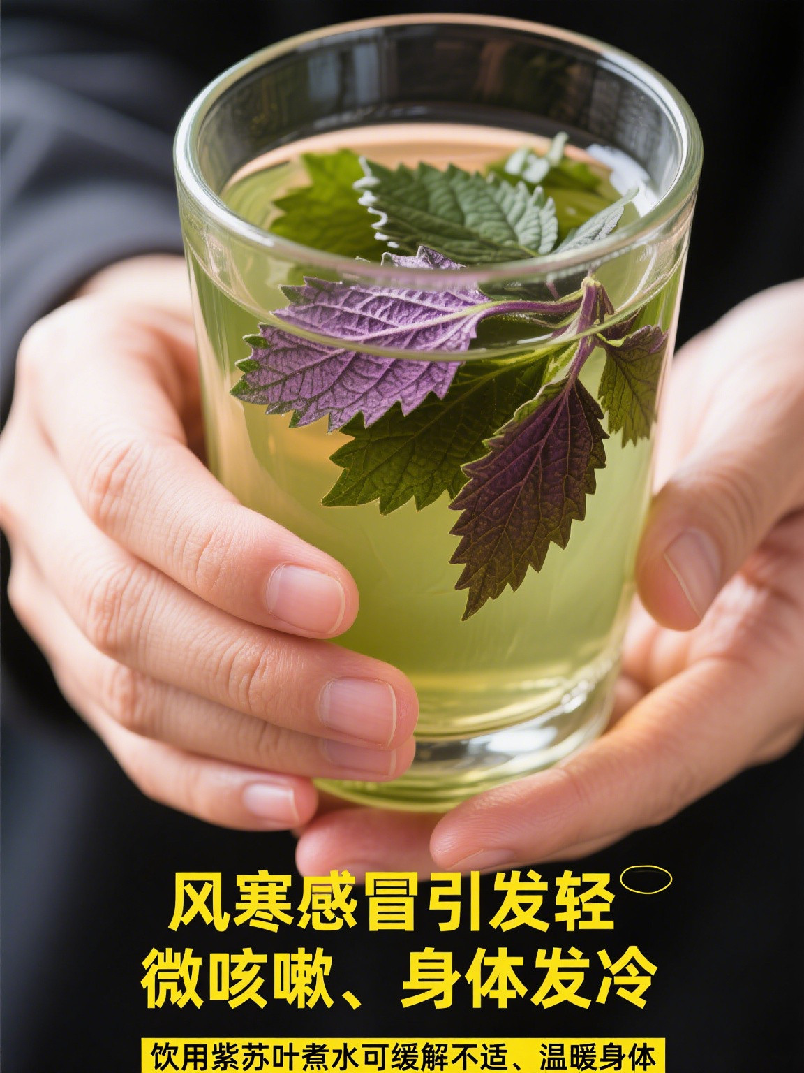🌿一片紫苏叶，感冒多面手紫苏叶，辛温清香，面青背紫，既入气分，又走血分，因此此药兼有麻黄、桂枝二者