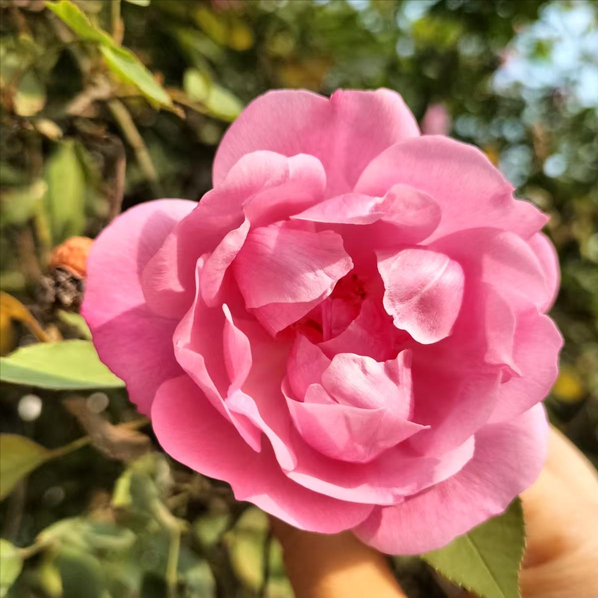 12月12日报道，我婆婆有一句“至理名言”，对我影响很大，甚至改变了我的人生，我