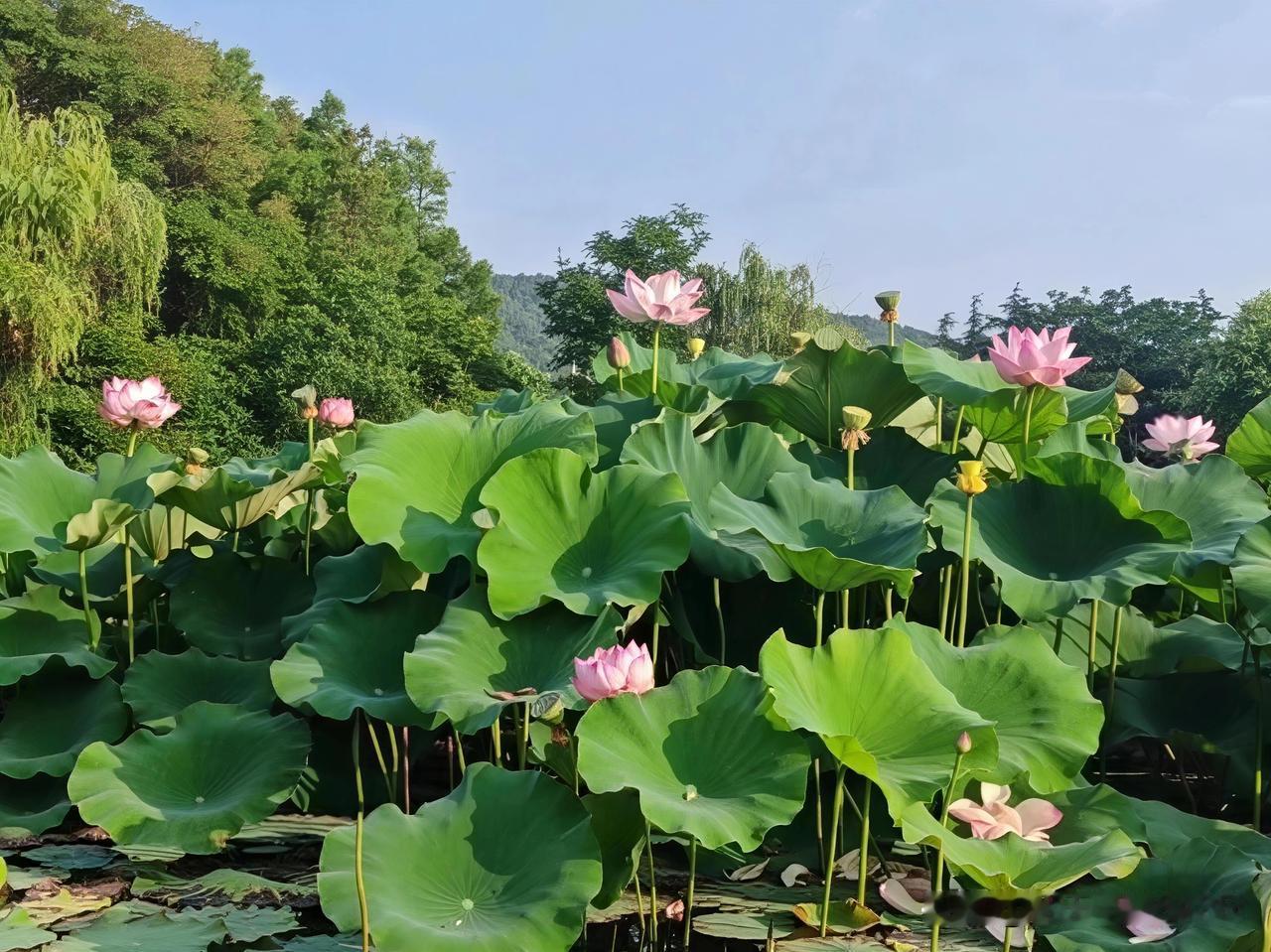 夏日荷花莲莲看夏日的荷塘，简直是人间仙境。荷风十里，一池碧叶中粉白荷花姿态万千