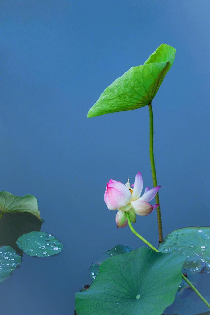 “雨打荷花珠不定，雨后荷花无限香...”​​​