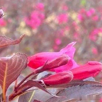 种植🌺紫叶锦带种植方法1.选择合适的种植位置（1）光照需求：紫叶锦带需要充足