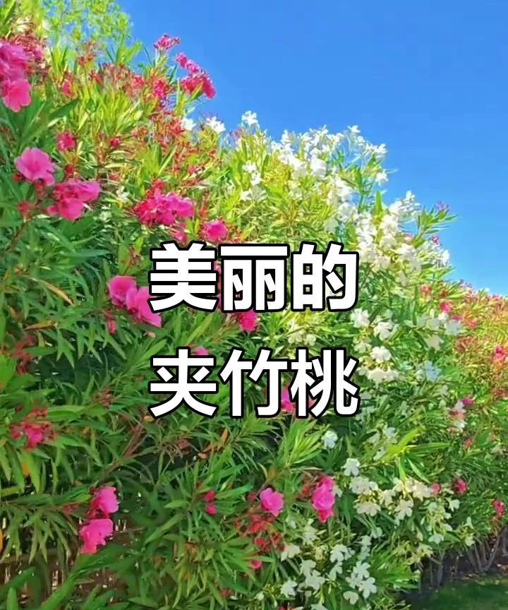 后续来了!提拉米苏毒翻200人,真凶是它！这东西毒性比眼镜王蛇强7倍！5月2
