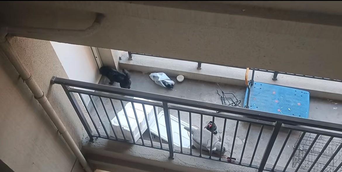 烟台网友这样养狗，有点不讲究了，在连廊养，狗叫还影响周围邻居休息，看着架势最后狗