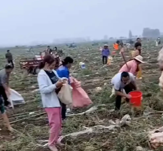 最近网传成都一土豆种植承包商的土豆遭村民哄抢，“穷山恶水出刁民”这话又冒出来了。