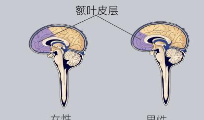 心理学家从不会告诉你的一个秘密是：男人其实是没有恋爱脑的，有恋爱脑的都是女人。接