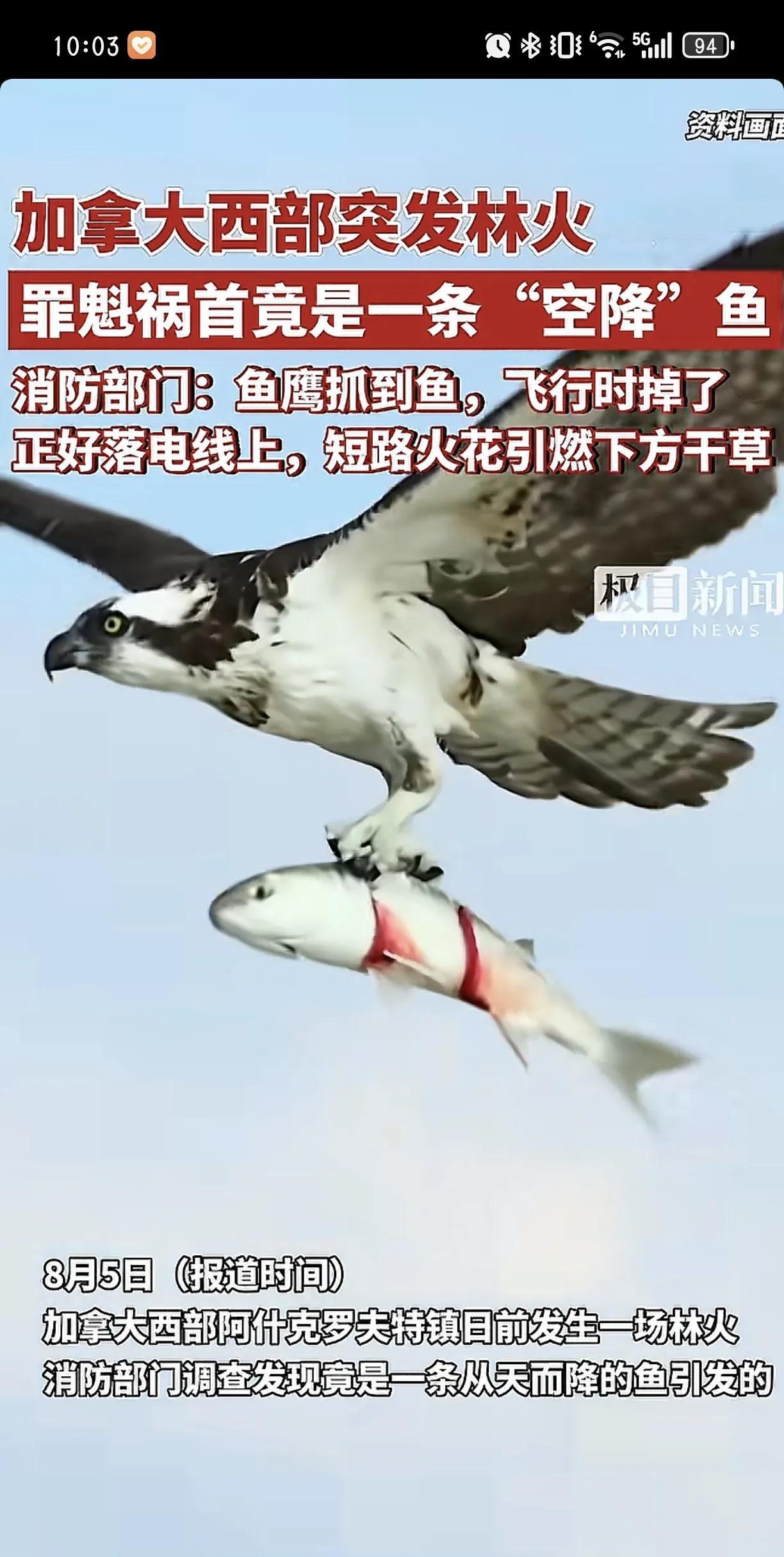 简直是天下奇闻，国外发生的森林火灾，就是因为一条鱼，老鹰从河里抓到了鱼，