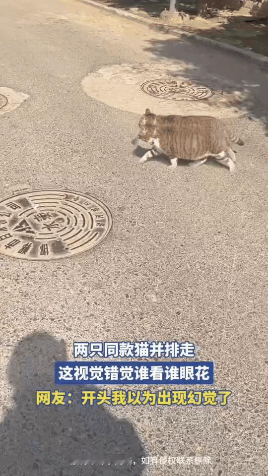 两只同款狸花猫并排走在路上，花纹、毛色、步伐几乎一模一样。它们挨得极近，从侧