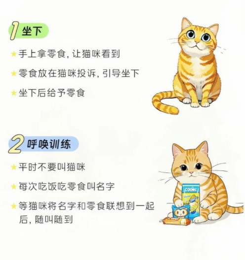 想拥有一只黏人精猫猫？社会化训练早做好！猫咪在1岁之前，可别忘了做好社会化训