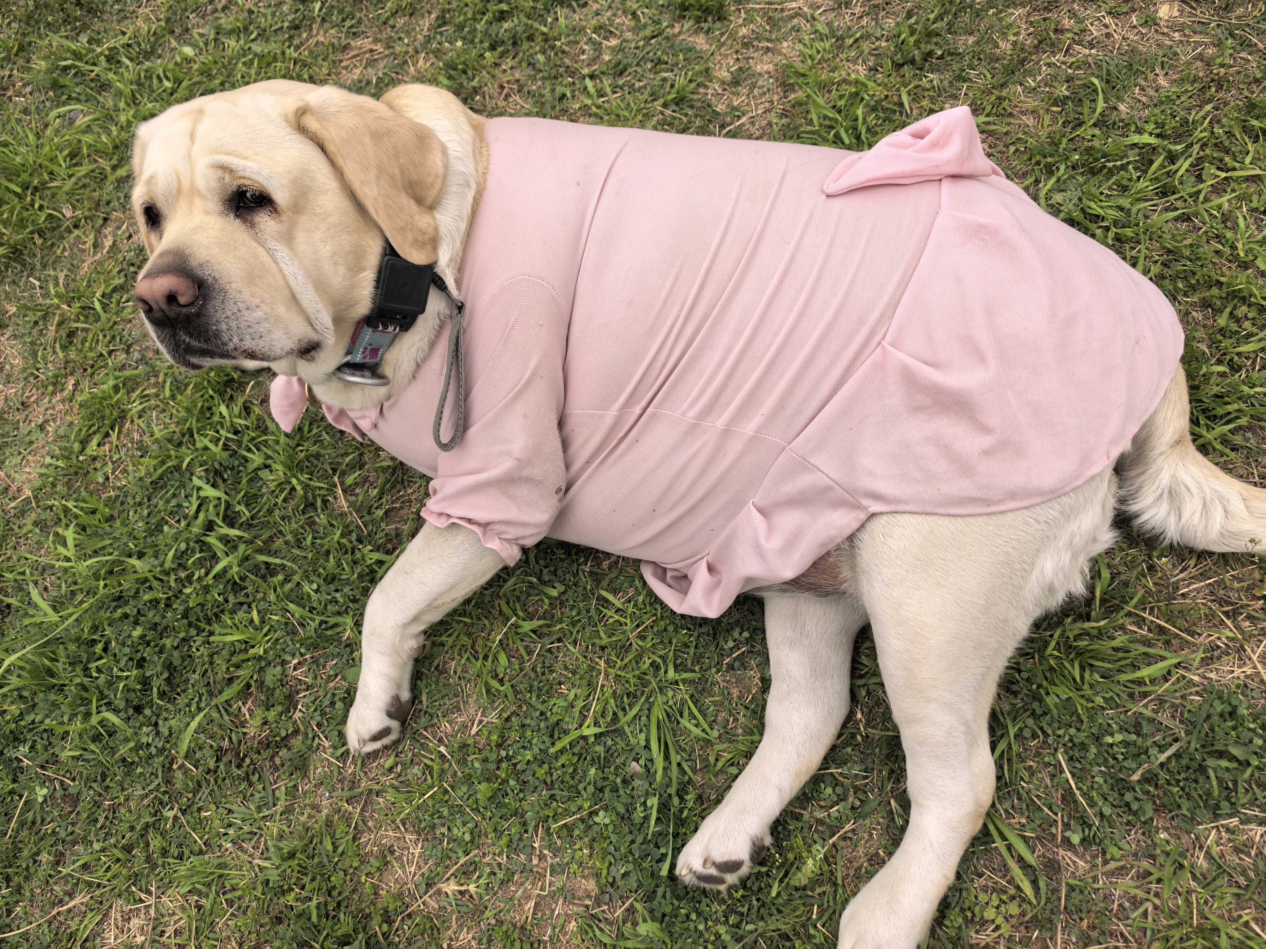 见了个超胖的拉布拉多，真可爱呀