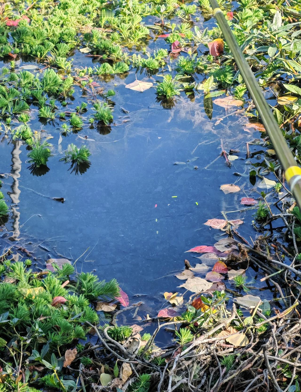 水草越密，越钓不到鱼。这不是玄学，是鱼在对你“封口”。你看到满河的水草，心里