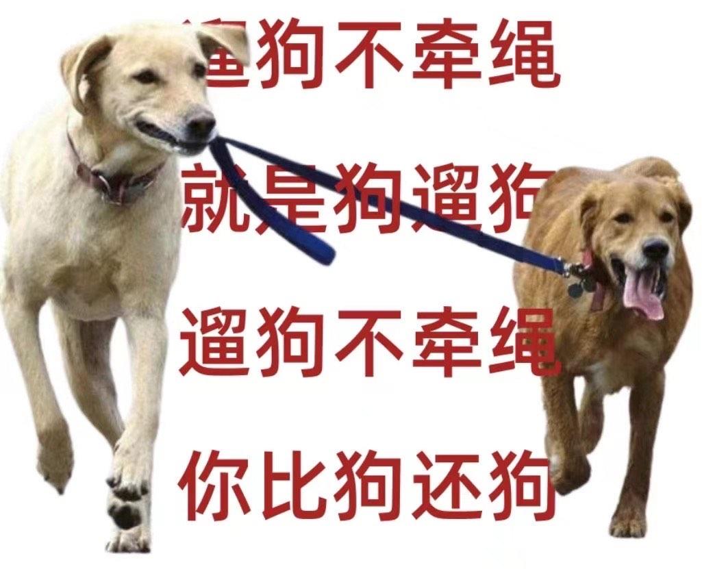 遛狗不牵绳为啥管不住？说白了，很多人觉得自家狗“听话、不咬人”，早上遛弯儿，狗在