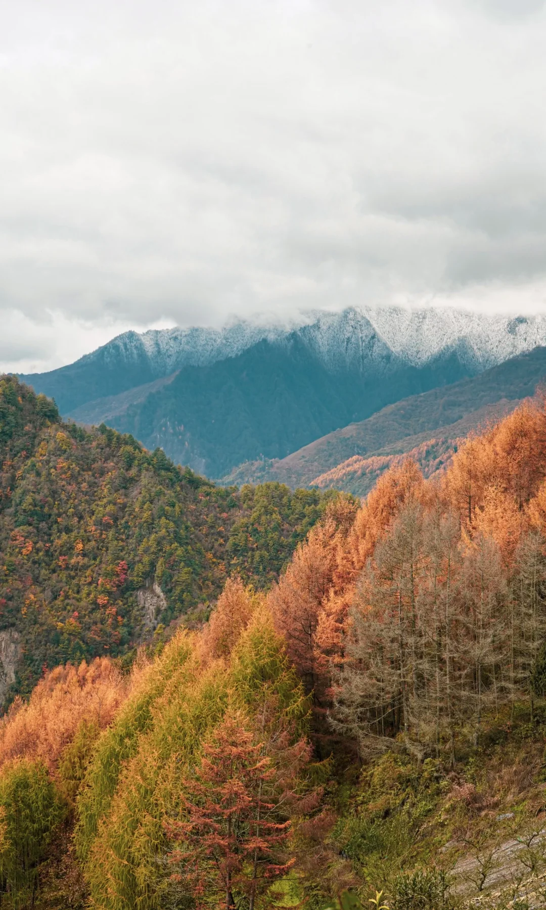 川西的秋，比起毕棚沟，我更这里的小众彩林