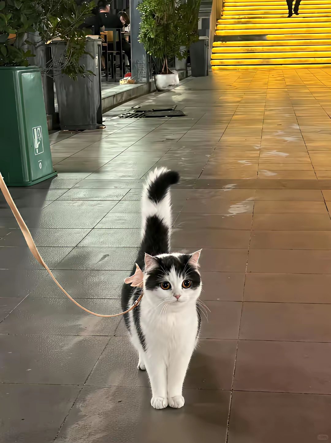 有的小猫天生自带女相，一眼就能看出是小母猫，颜值更是惊艳耐看