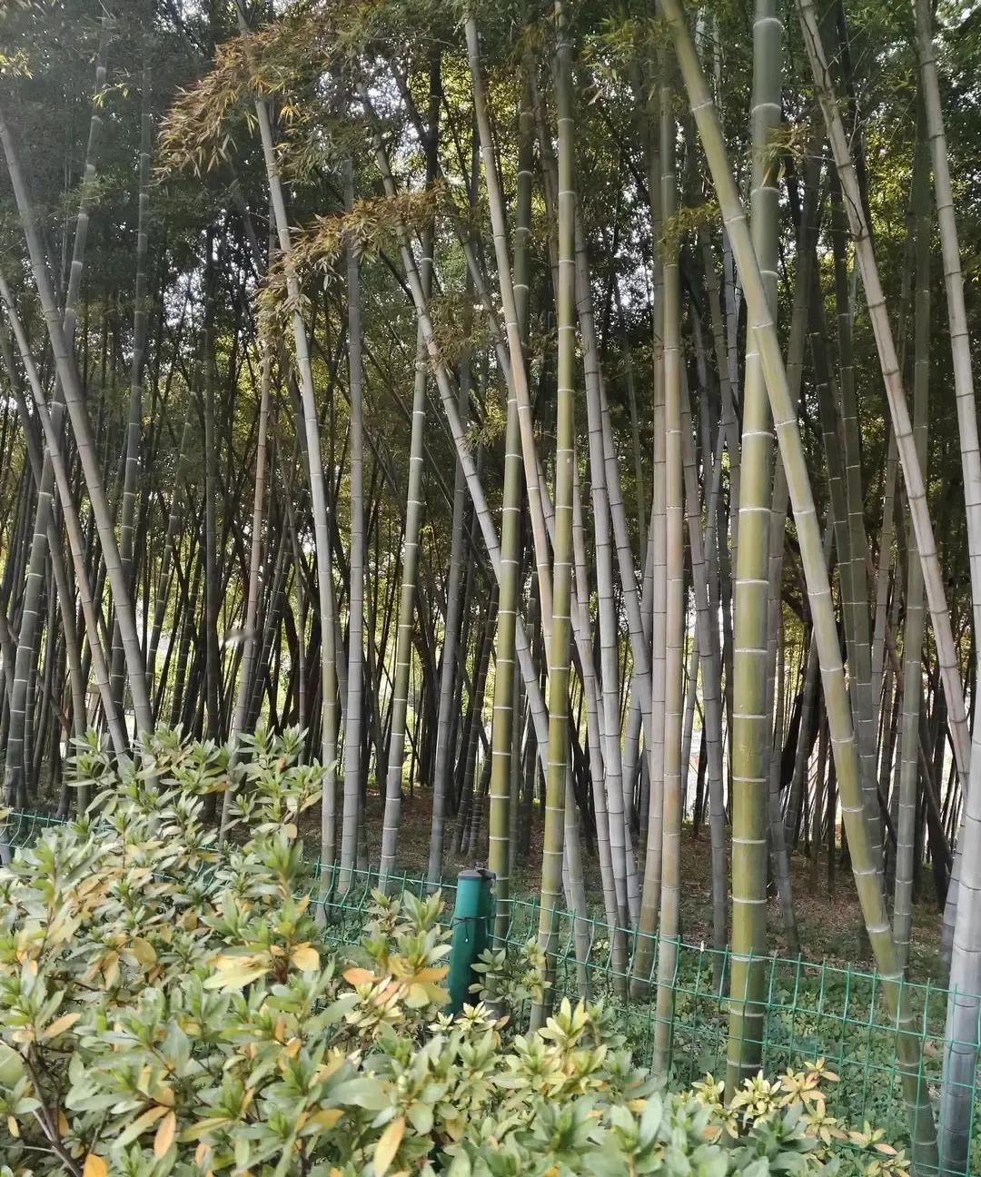 听银行朋友说“沉睡账户”能查旧存款，我立马陪老妈去翻外公的老账本。1991年存