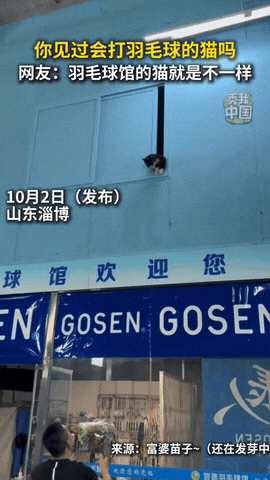 “解释不清了”近日，山东淄博，一羽毛球馆收养了四五只流浪猫，还没养多久就发现其中