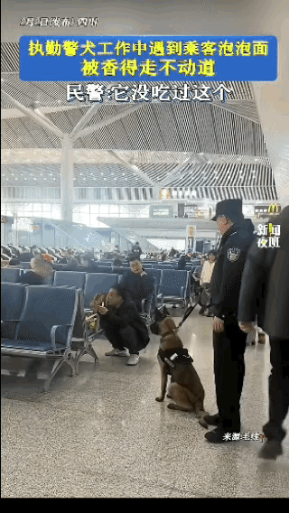 太无语了！四川，执勤警犬工作时，突然停下脚步，民警怎么拉都不动，本以为是发现了情