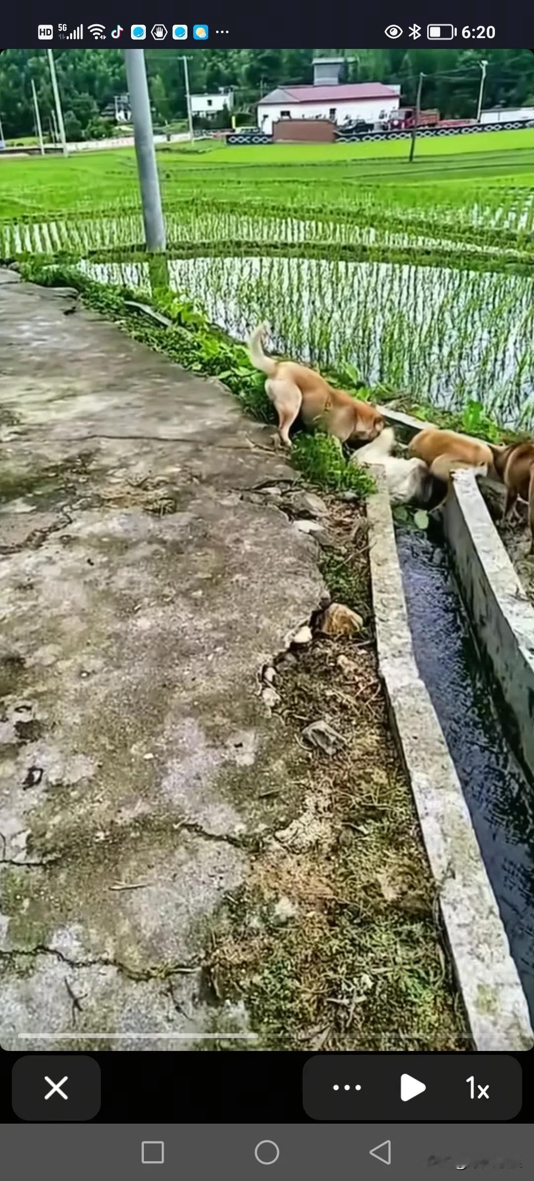 几只中华田园犬，欺负一只外来乡的流浪狗，不许它进村损害本村人的利益。这是我们守护