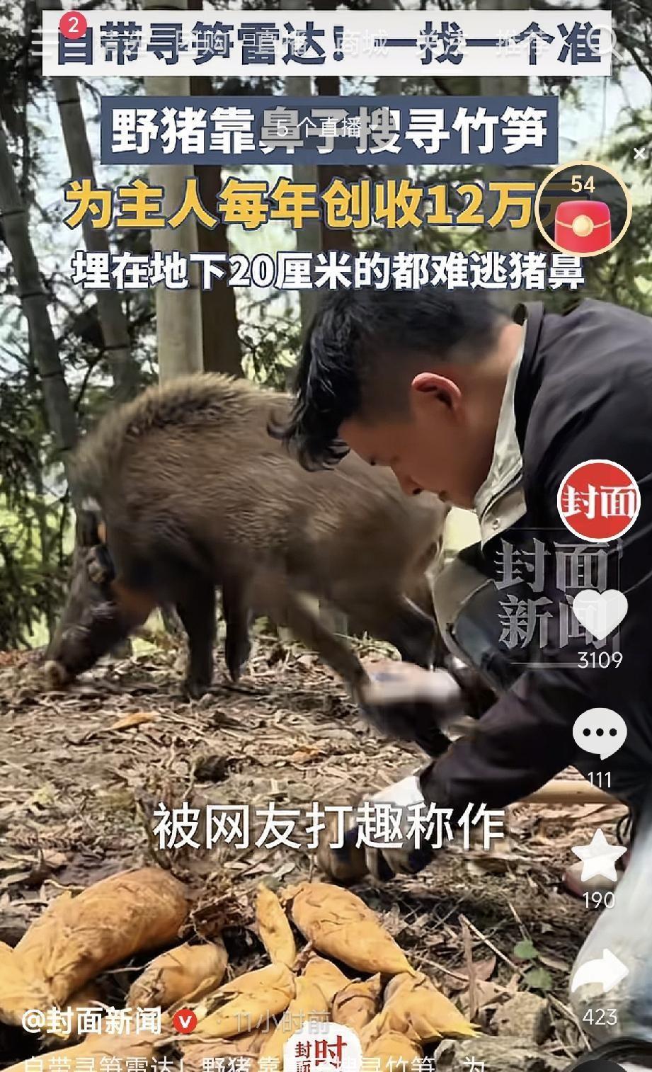近日，在浙江温州的连绵青山间，一段关于人与野猪的奇妙故事悄然走红网络，温暖了无数