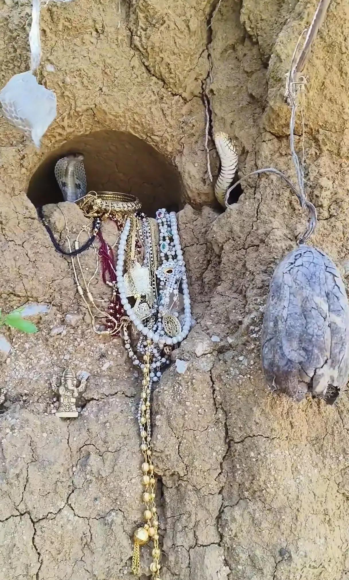 眼镜蛇竟然把珠宝挂在洞口骗猎物！一个徒步旅游的网友在深山无人区发现诡异的一件事，