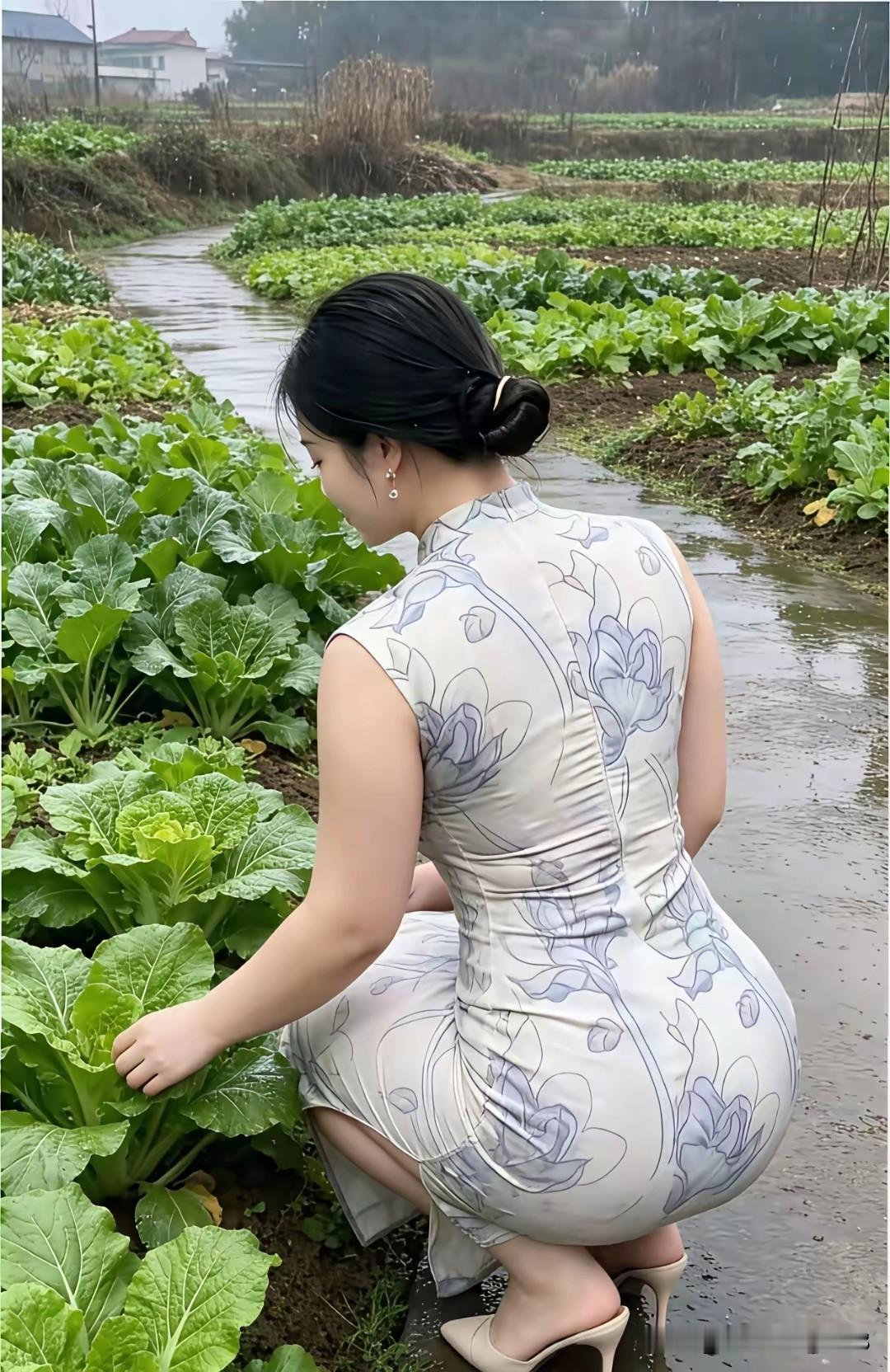 雨后的菜园更加生机勃勃