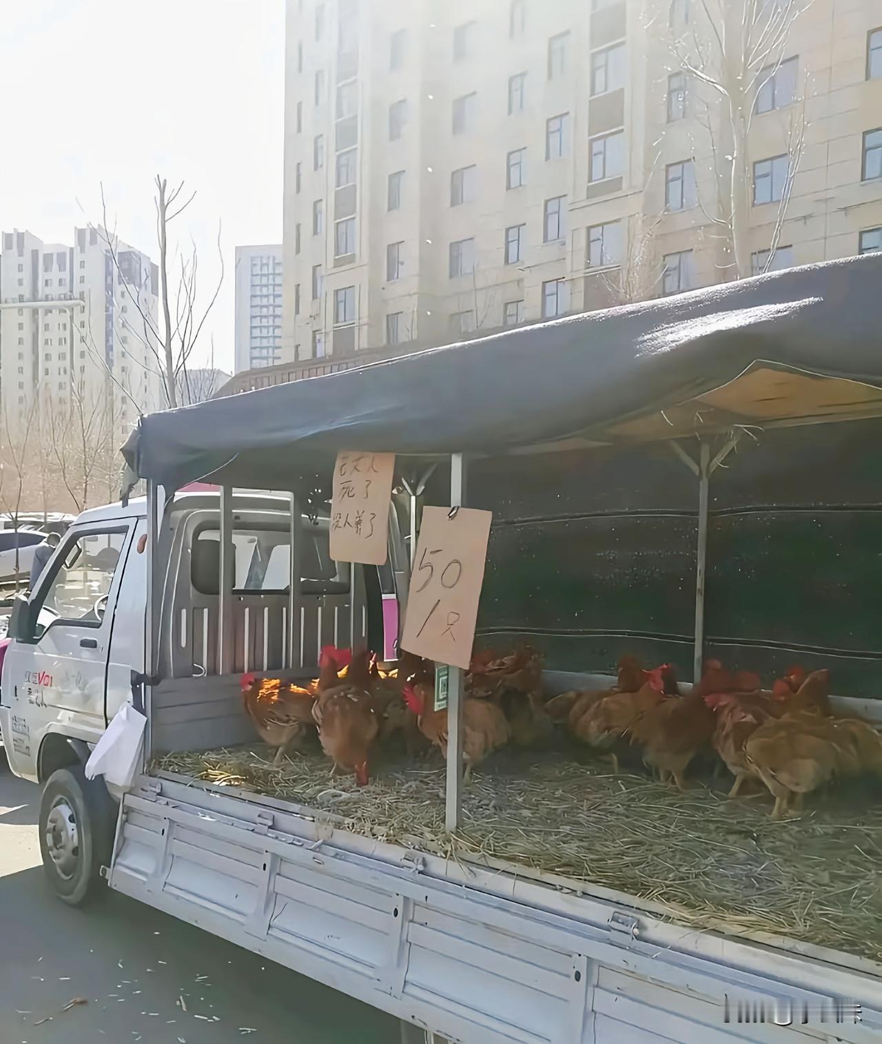 这是得多恨老丈人啊！！