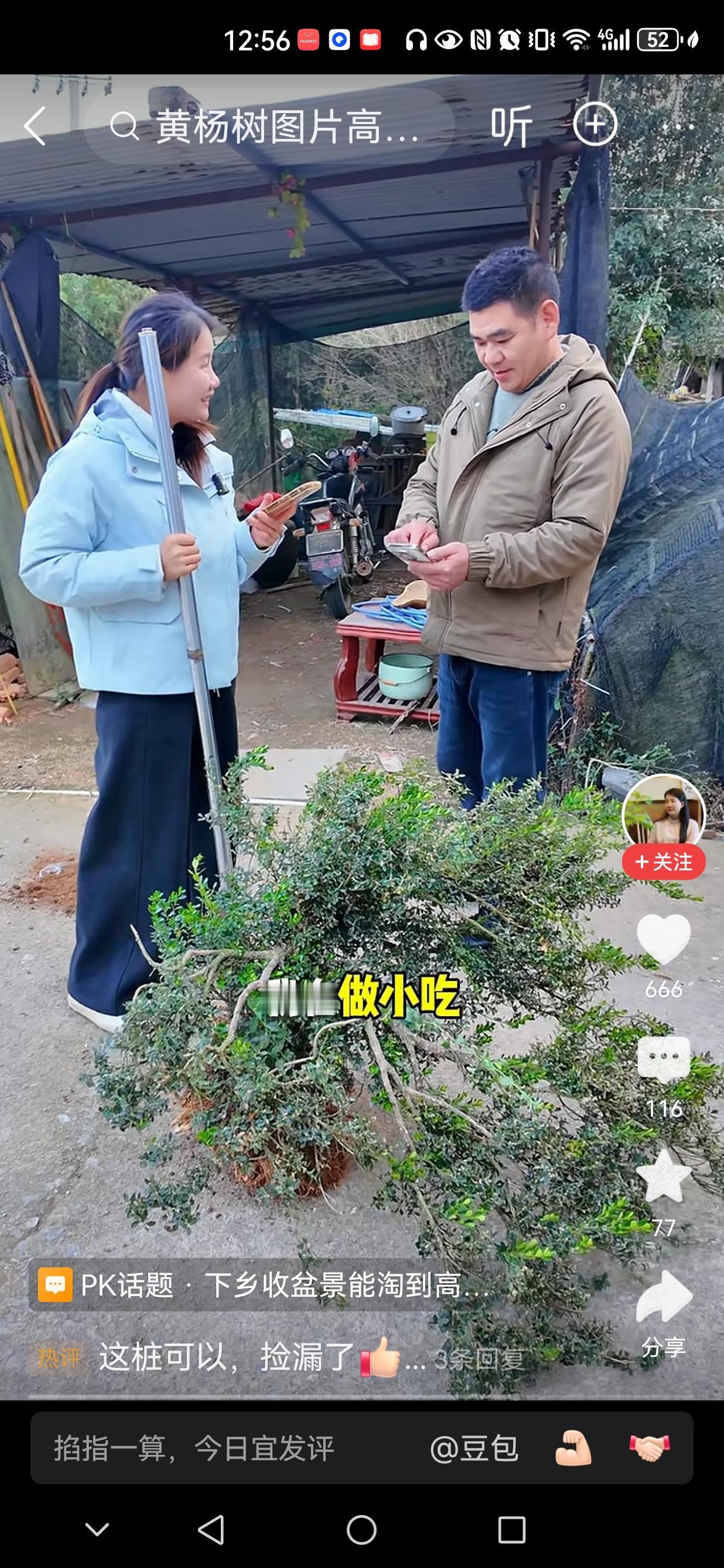 原来一棵黄杨盆景是这么来的:来自农家院落里养鸡场所，甚至树冠的冠顶都被鸡踩踏没