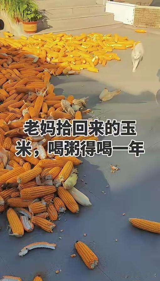 真能捡这么多玉米谁还会种玉米呢？明明就是老妈偷回家的玉米，可是女儿却偏偏发视频说