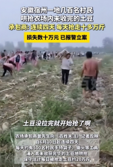 安徽宿州，男子承包了一大片土地种土豆，正是丰收季，土壤里的土豆密密麻麻的，男子兴
