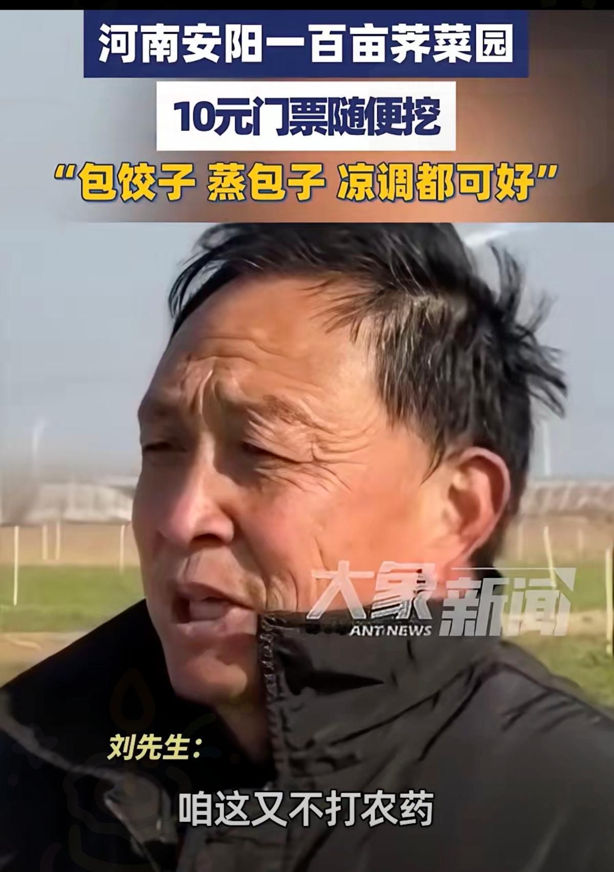 这才是聪明人！河南安阳大哥种百亩荠菜遇滞销，10块钱门票随便挖，把烂地里的亏空变