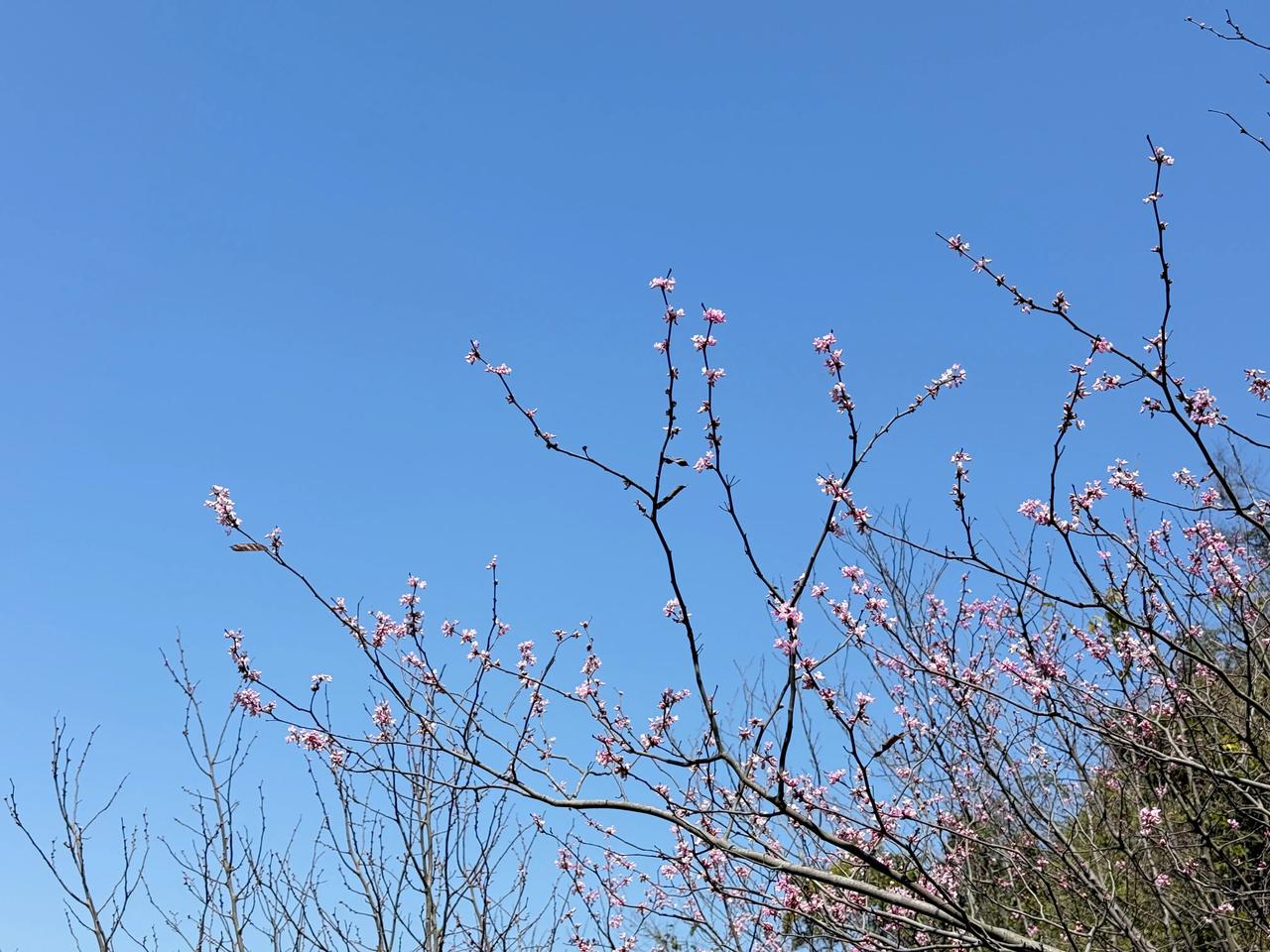 在1988年，无锡的国际樱花友谊林栽下首批1500株樱花树，此后的38年间，日方