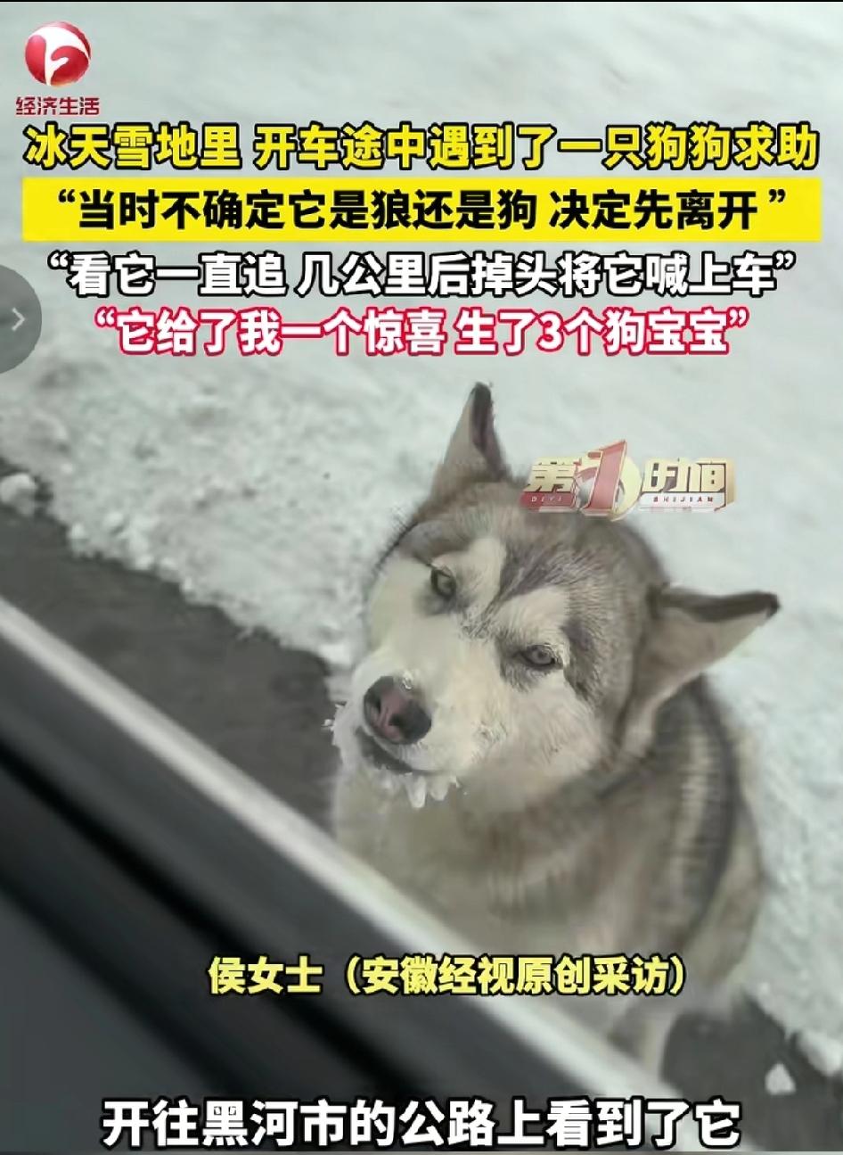 泪目了，黑龙江，女子开车偶遇一只流浪狗追车，追了好几公里都不肯停，女子心软掉头接