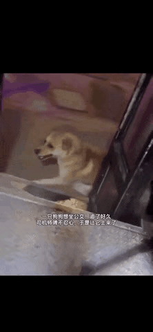 谁懂啊！末班车司机给追车小狗开门的瞬间，心都化了！按规定，