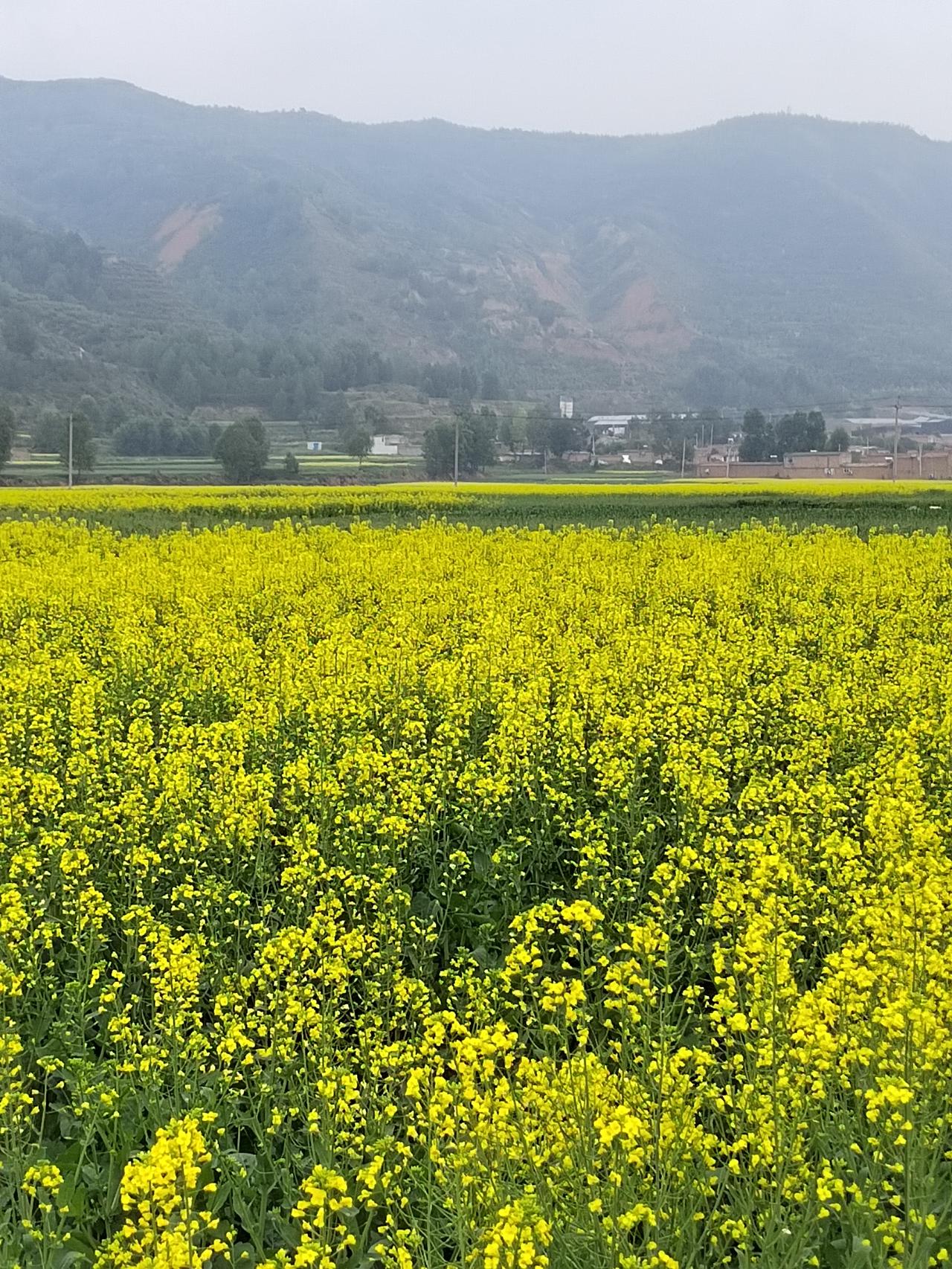 青海的油菜花开的正当时早上在西宁访清真大寺看油菜花，晚上走在回家的路上。