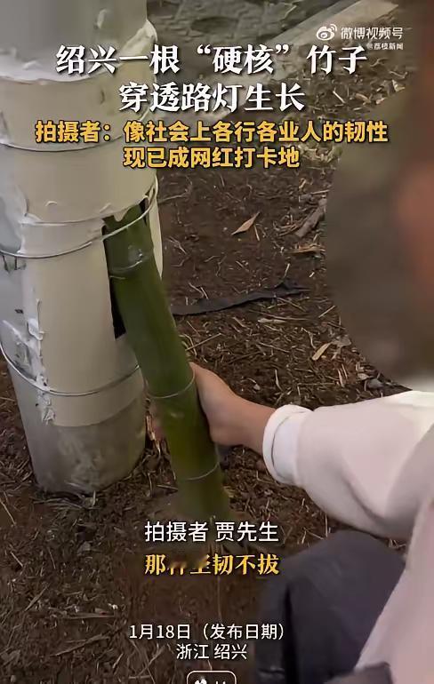 绍兴一根硬核竹子穿透路灯生长绍兴穿透路灯竹子成网红打卡地。近日，浙江绍兴，一根