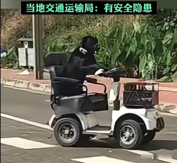 四川，稀奇的很，大马路上，驶来了一辆改装版的电动车，而驾驶车辆的驾驶员，居然是一