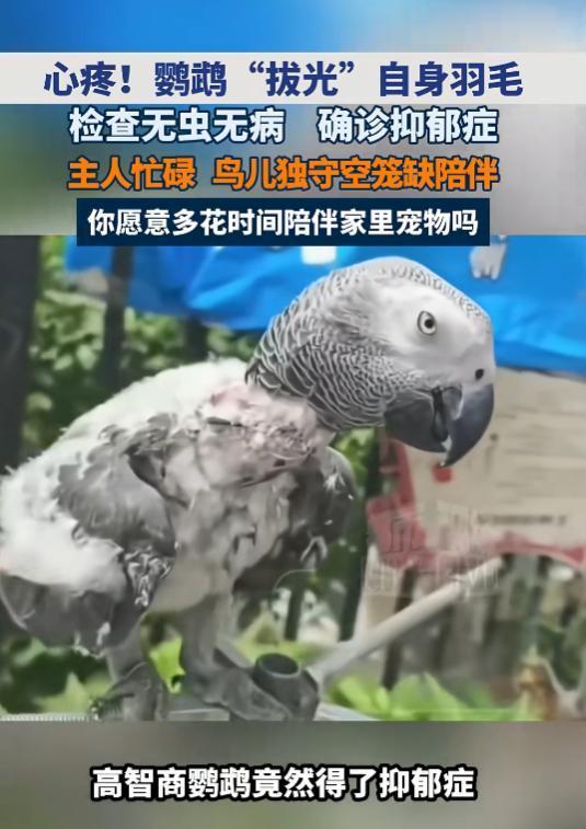 “万万没想到！”7月28日报道，河南郑州，一只鹦鹉喜欢拔身上的羽毛，除了翅膀尾部