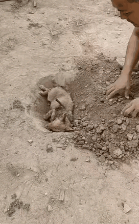 它不会说话，却把所有的悲伤都写在了眼里。视频里，小狗不幸离世，主人含泪将它放进