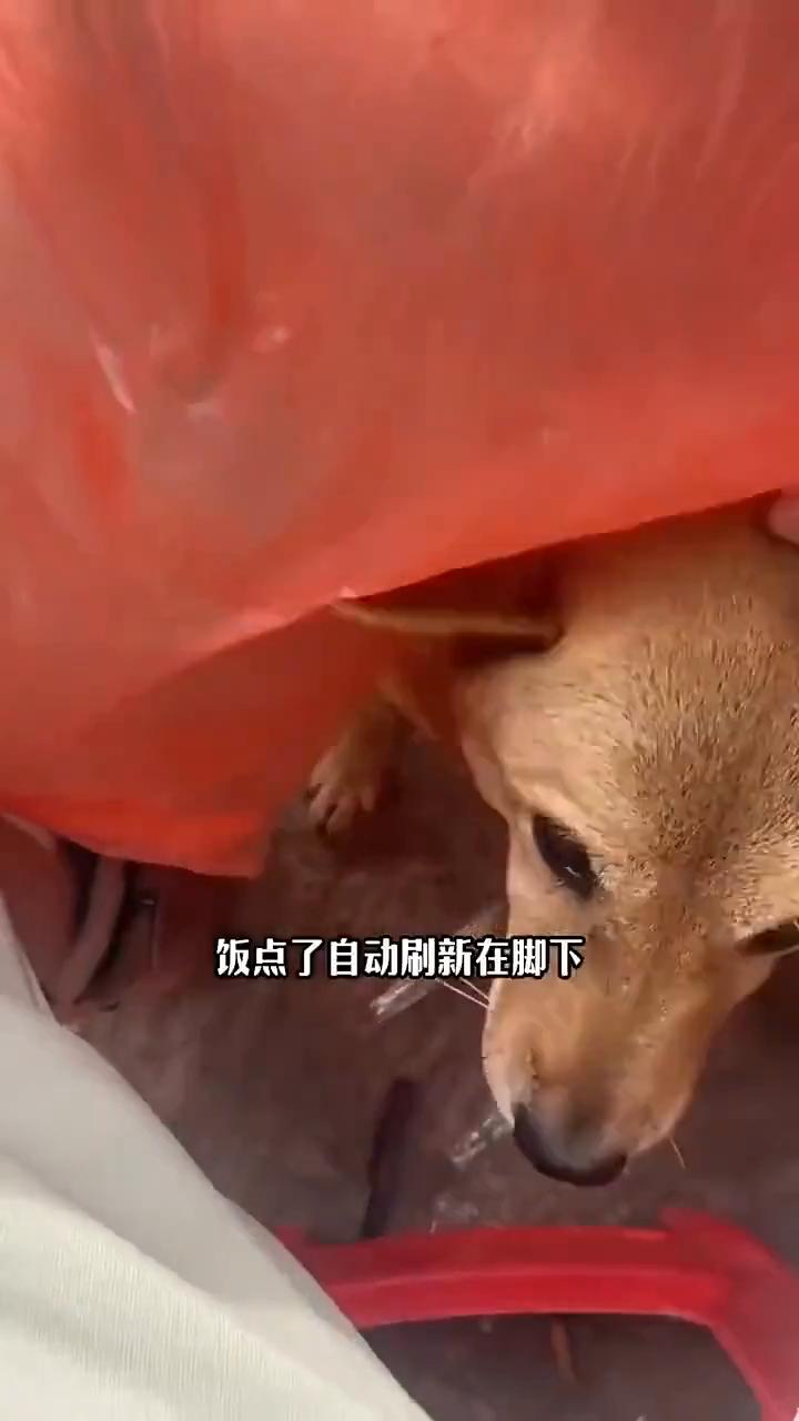 这就是湖南人血脉里的游击战术吗？起初刷到网上说我们湖南人喜欢端着碗到处跑，我还