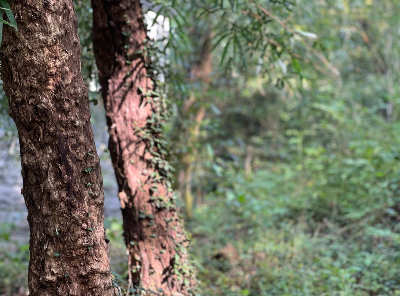 昨天晚上看到同学晒图，湖州中国金钱松森林公园已进入最佳观赏期，心里满是向往。只是