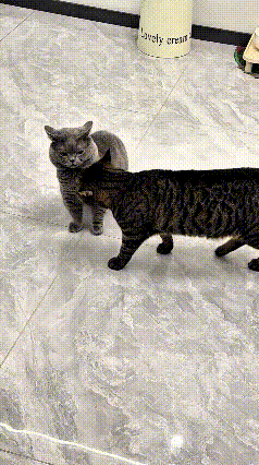 狸花猫满心欢喜想找蓝猫玩耍，凑过去主动示好。可蓝猫一脸不情愿，摆明了不想跟它玩，