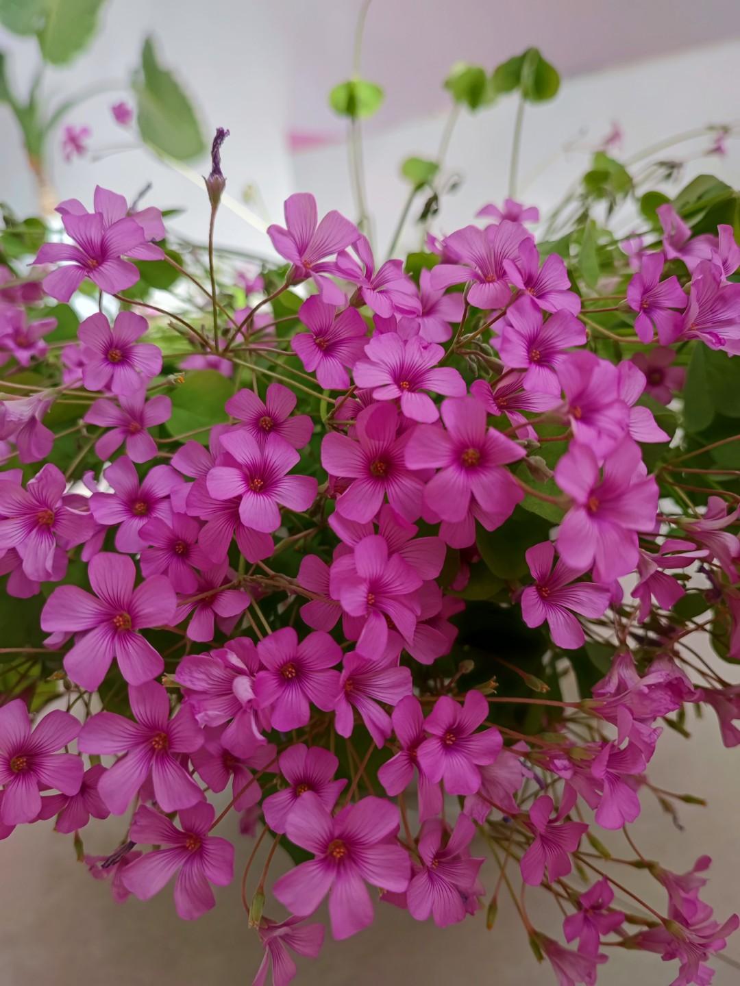 富贵人家才能把一些名贵的花养好养活吧！才真正称得上是花开富贵！[作揖]我家只要买