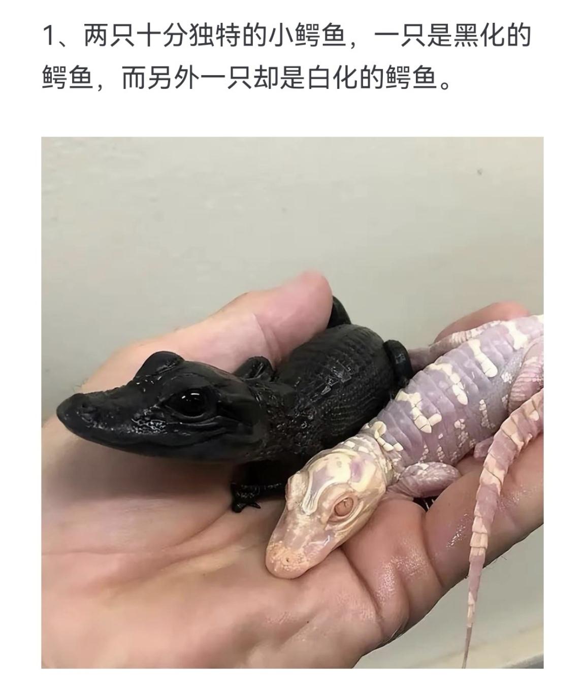 两只十分独特的小鳄鱼 一只是黑化的鳄鱼 而另外一只却是白化的鳄鱼