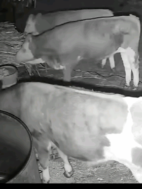 这牛也太憨了，把电线当成草，吃了之后快给电死了