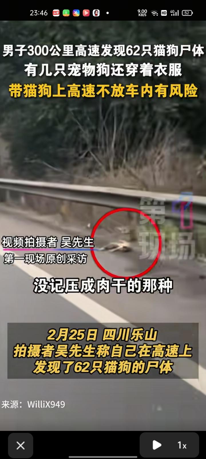 2月25日，四川乐山。网友发视频称，自己在去重庆的路上发现很多只猫狗尸体，跑了3