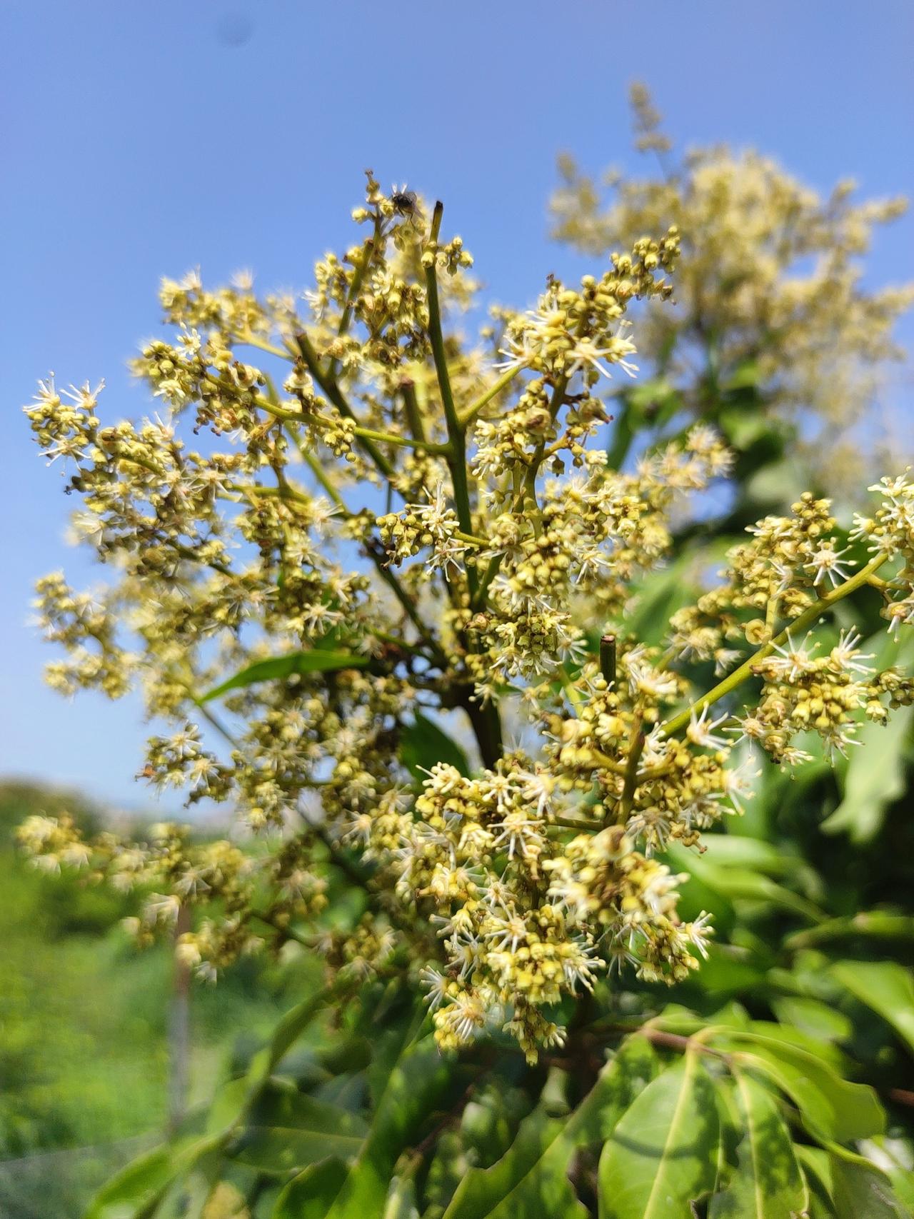 阳光下荔枝花盛开的景象，简直美到让人窒息！就像广西梧州市龙圩区龙圩镇，漫山遍野的