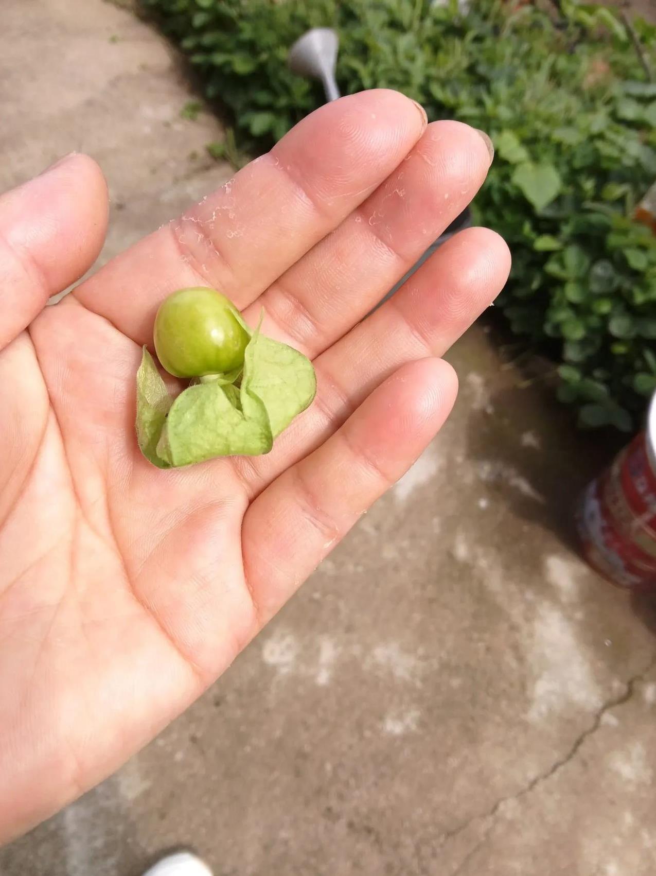 月子仇（一二七）天光大亮，翠翠脚丫踢着年年腿说，快起来！你今天上我妈家看松塔子