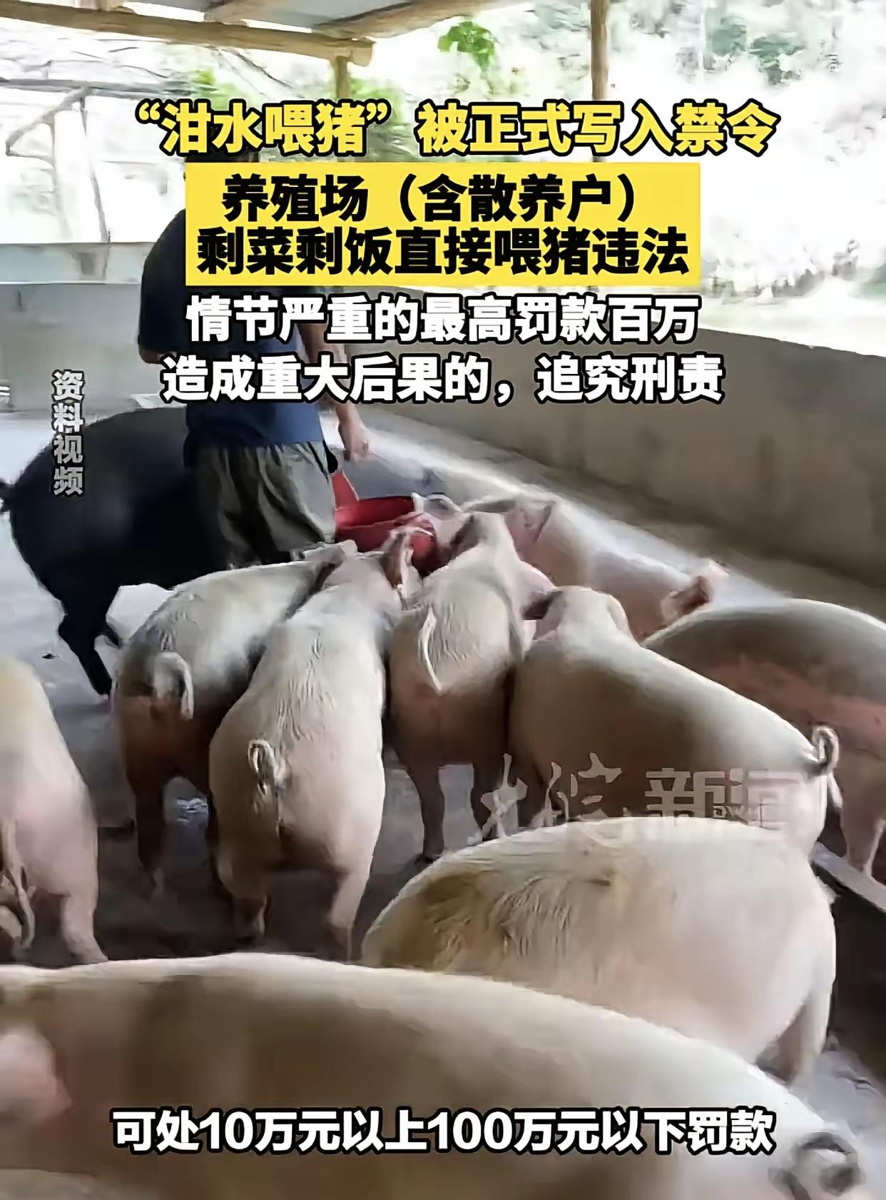 剩菜剩饭直接喂猪违法，说实话，这样的法规真是让人费解。你不知道他们是站在什么立场