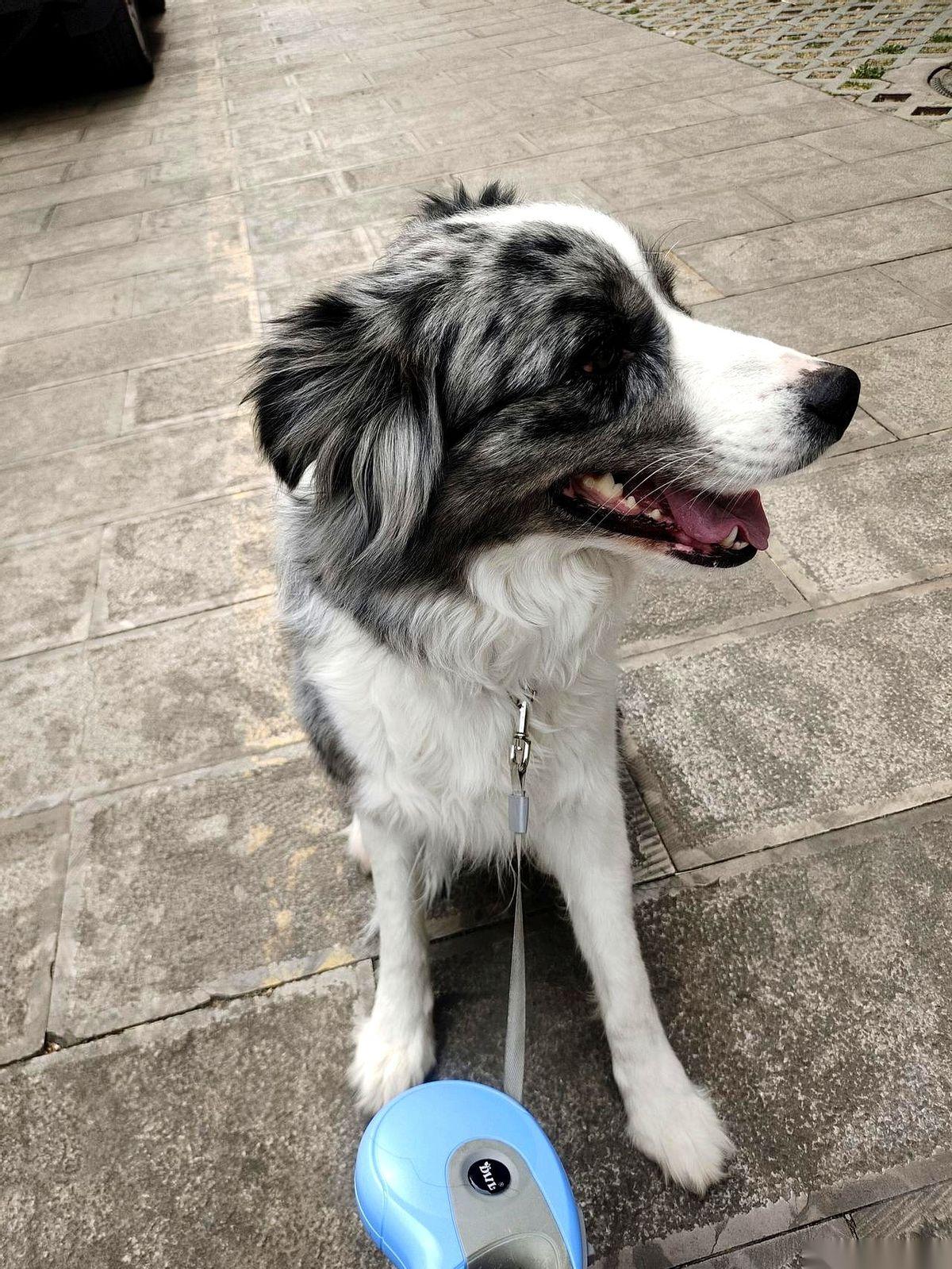 朋友出国，把他的边牧扔给我。一年了。现在，我也要出国了。就这么个事儿。你说