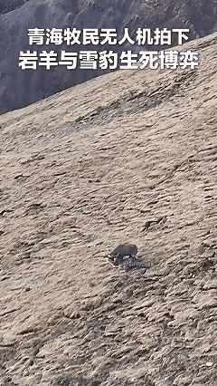 解释不清了！”青海，牧民用无人机巡查牧场，结果，无人机刚飞上去，就遇到了惊心动魄